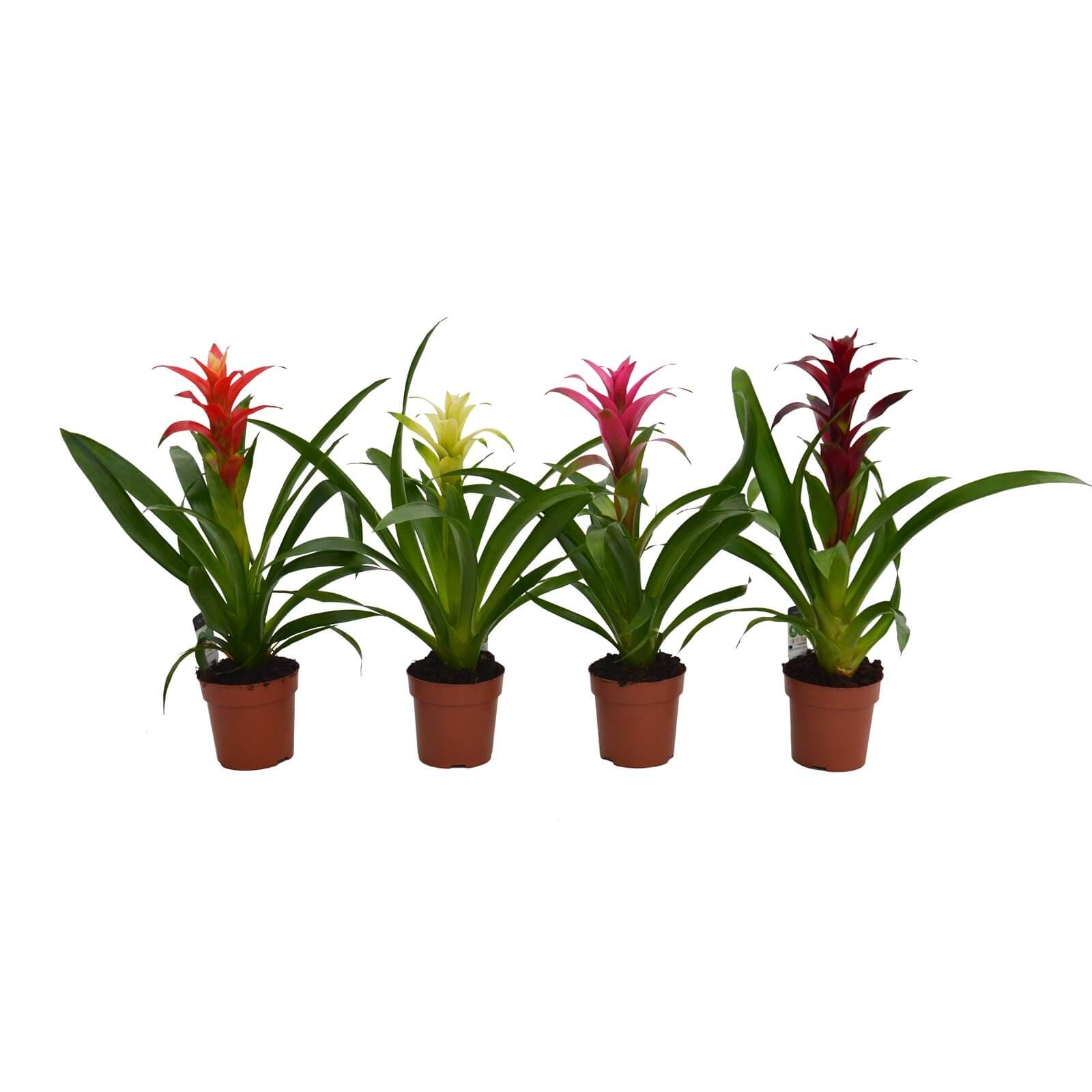 Four Guzmania plants in 12cm terracotta pots, featuring vibrant red, yellow, and pink flowers with long green leaves.