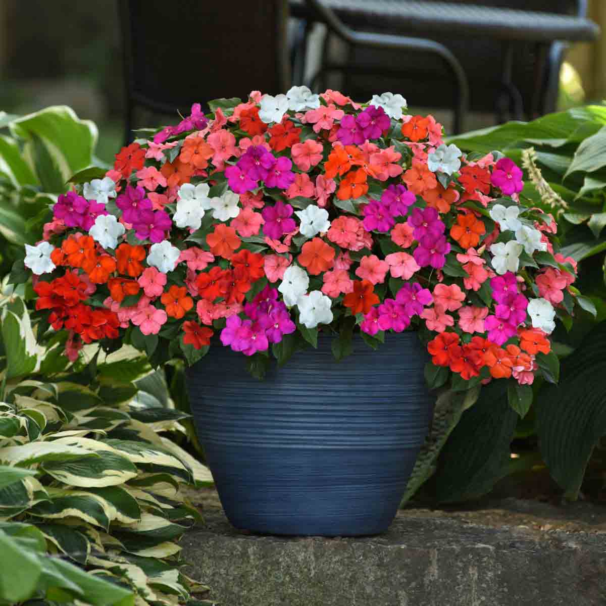 Colorful mix of Impatiens flowers in shades of pink, red, and white, arranged in a dark blue pot, surrounded by lush green foliage.