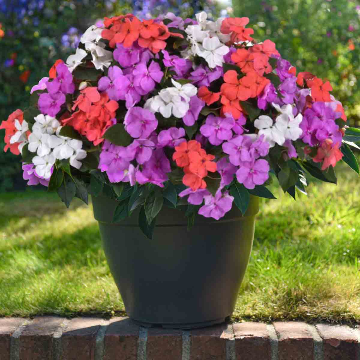 Colorful mix of Busy Lizzie flowers in shades of pink, purple, red, and white, arranged in a black pot, set against a lush green garden backdrop.