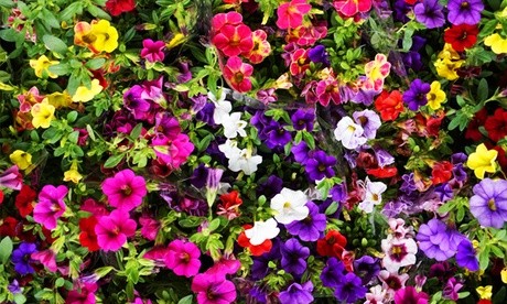 Colorful mix of Calibrachoa Million Bells flowers in various shades including pink, purple, yellow, and white, densely packed among vibrant green foliage.
