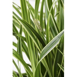Carex Morrowii Ice Dance Plant - image 2