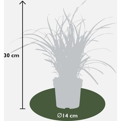 Carex Morrowii Ice Dance Plant - image 3