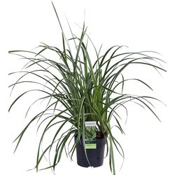 Carex Morrowii Ice Dance Plant - image 4