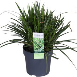 Carex Morrowii 'Ice Dance' in a dark gray pot, featuring lush green blades with white edges, measuring 30cm tall and 14cm in diameter.