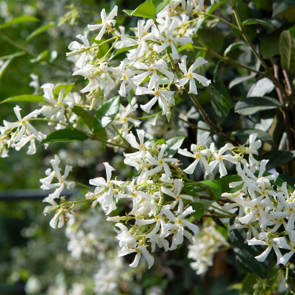 Two 9cm pots of Trachelospermum jasminoides featuring clusters of fragrant white flowers and glossy green leaves, ideal for enhancing gardens or patios.