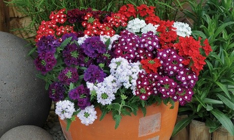 Brightly colored mixed flowers in shades of red, white, purple, and lavender are arranged in an orange terracotta pot, surrounded by green foliage and smooth gray stones.