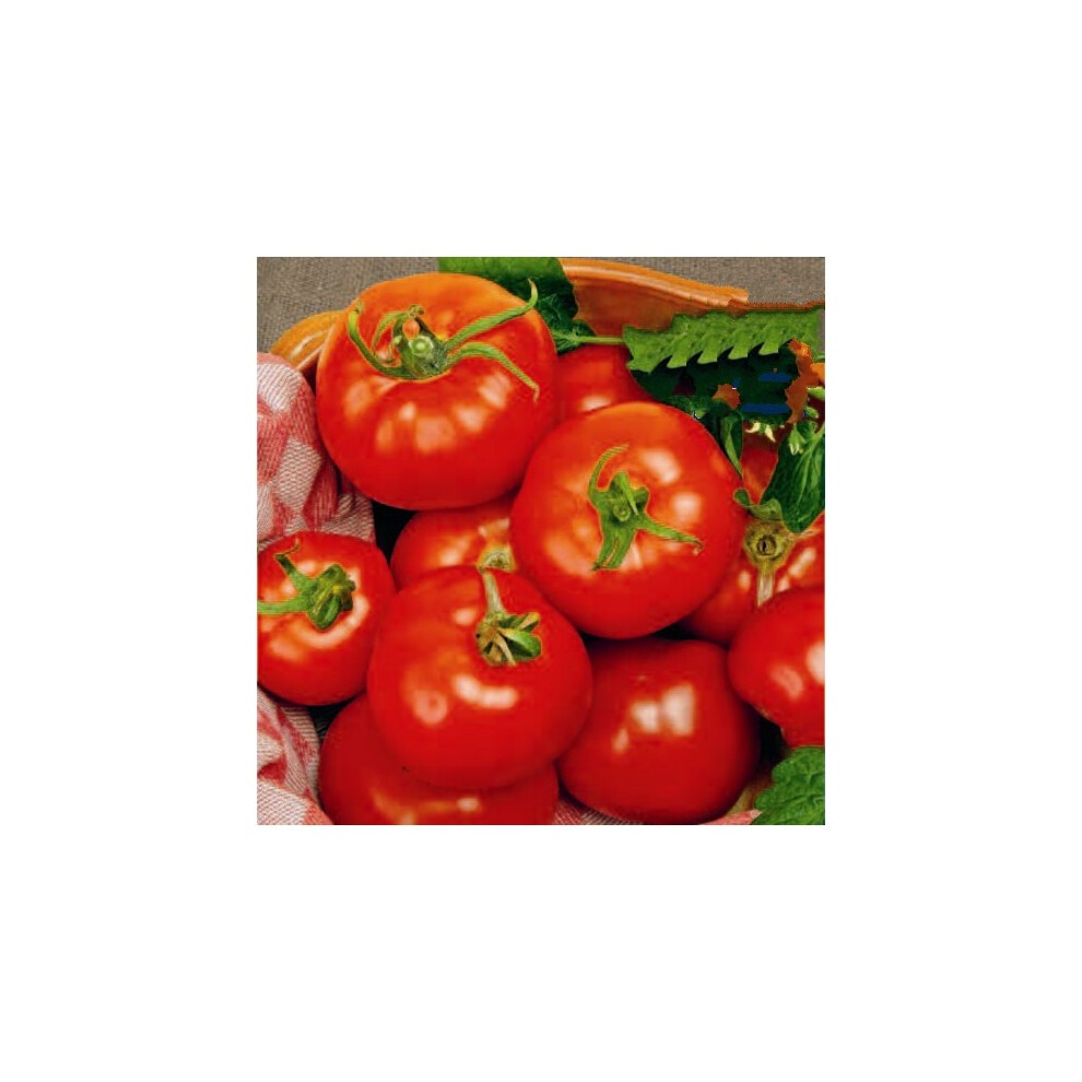 Vibrant red tomatoes with smooth skin, varying in size, nestled in a woven basket with green leaves and a checkered cloth.