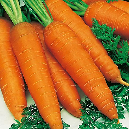 Five vibrant orange carrots with green tops, showcasing a smooth texture and tapered shape, arranged with leafy greens in the background.
