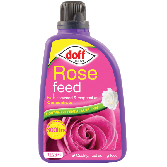 Purple plastic bottle of Doff Concentrate Rose Feed, featuring a black screw cap, a label with pink roses, and text highlighting seaweed and magnesium for plant nutrition.