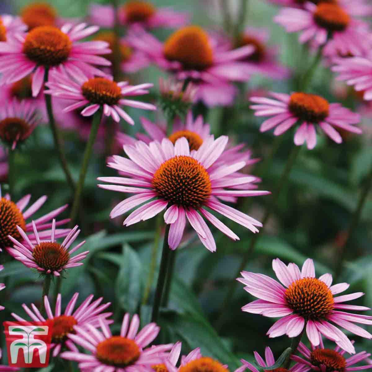 Twelve Echinacea 'Nectar Pink' plug plants featuring vibrant pink petals and orange-brown centers, surrounded by lush green foliage.