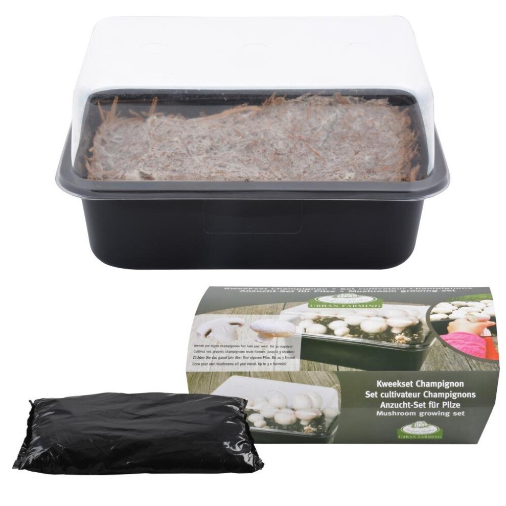Black plastic growing tray with a clear plastic lid, containing mushroom substrate, alongside a green and white box labeled "B1009 Mushroom Grow Set" by Fallen Fruits.