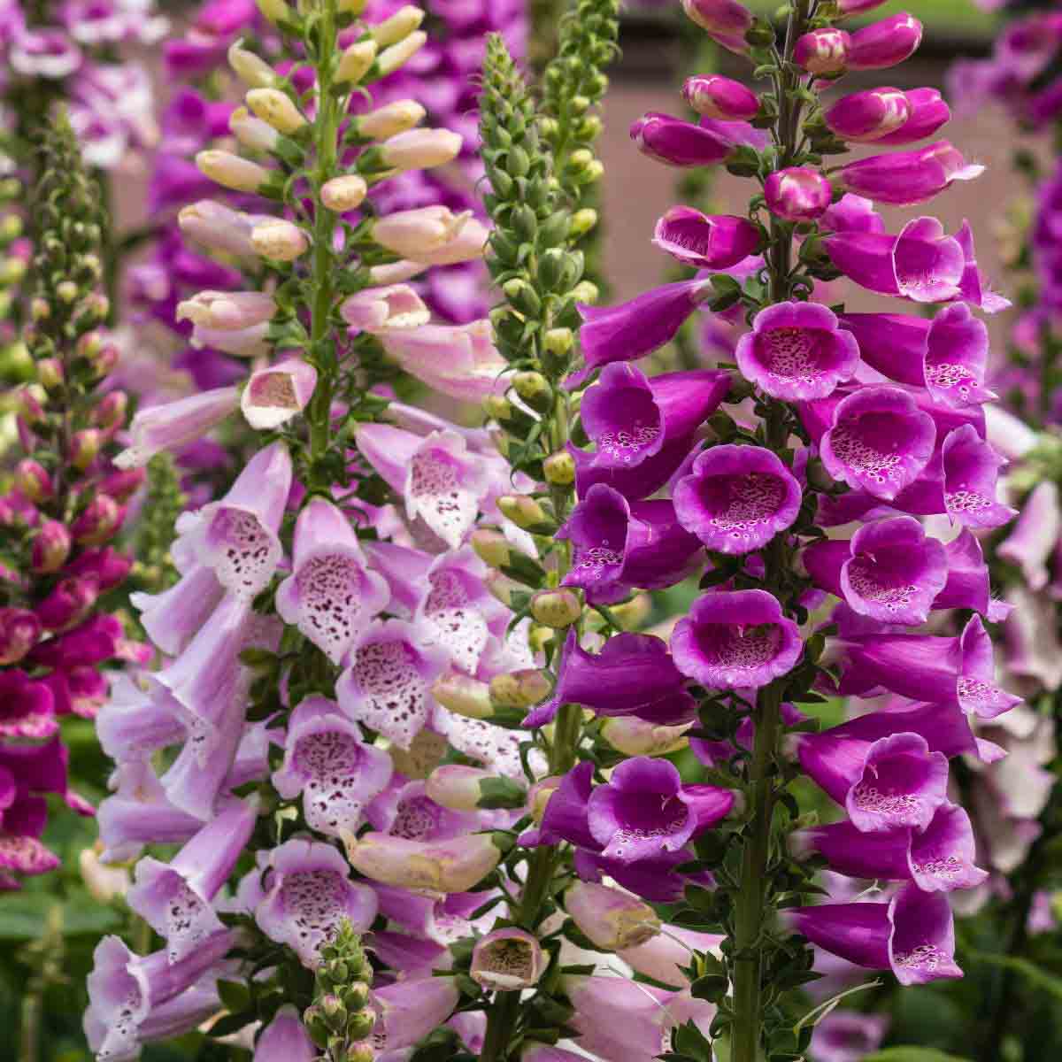 Vibrant foxglove plants in shades of purple and white, featuring bell-shaped flowers with intricate speckled patterns, showcasing a lush, garden-ready appearance.