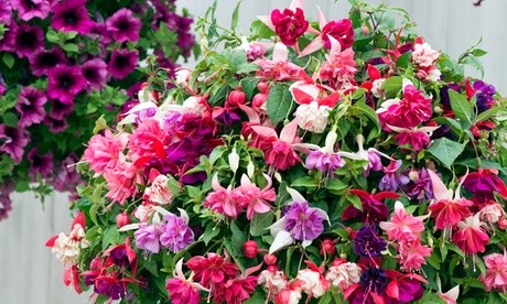 Vibrant fuchsia flowers in various shades of pink and purple, arranged in a lush, full hanging basket, showcasing a mix of blooms and greenery.