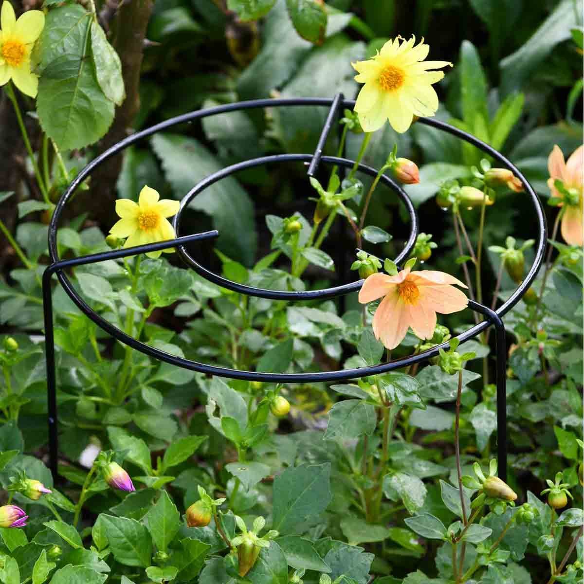 Medium double round grow-through grid support in green metal, designed to help plants grow upright, surrounded by blooming flowers and lush foliage.