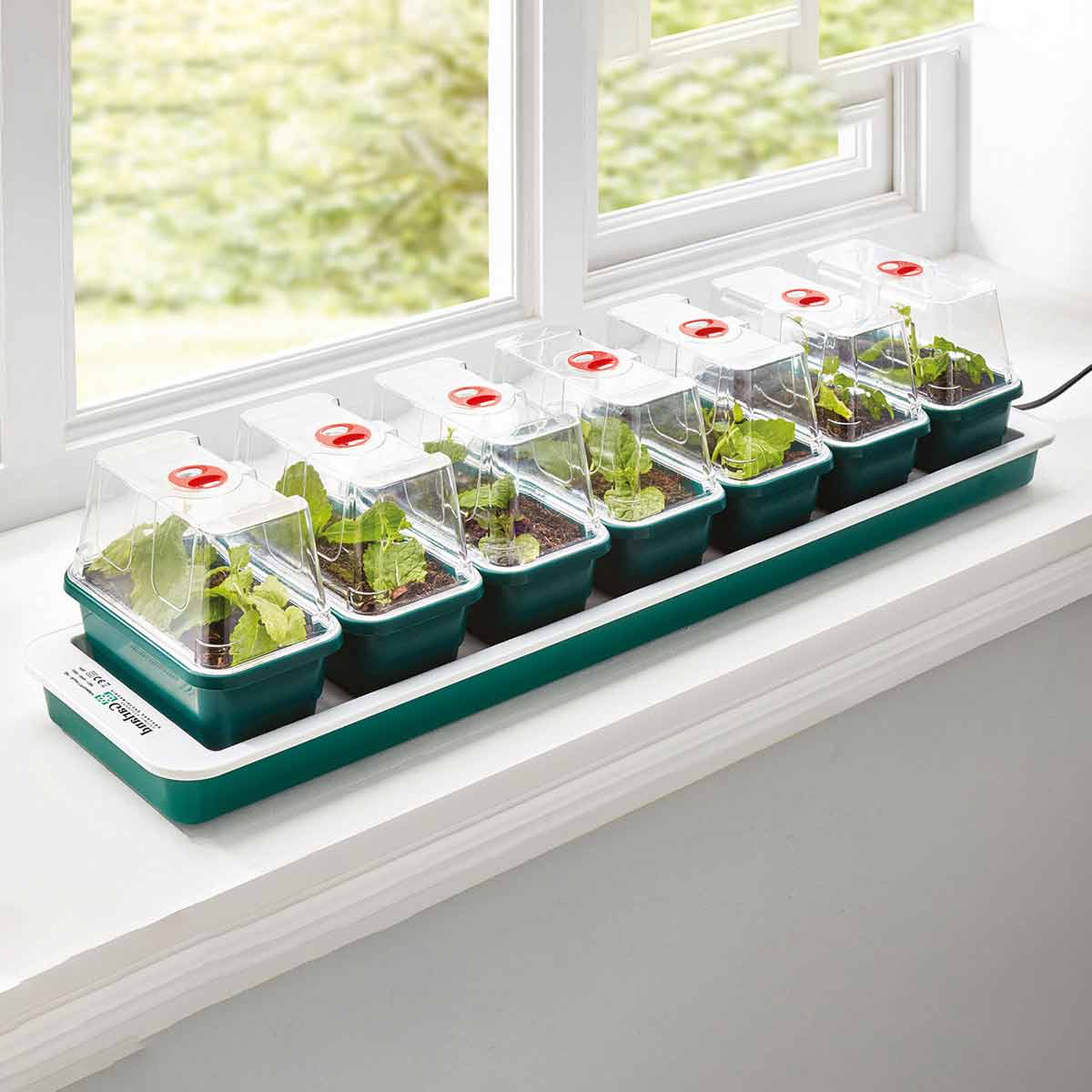 Green plastic propagator with eight clear domes, each containing young plants, placed on a windowsill, featuring a red ventilation button on top of each dome.