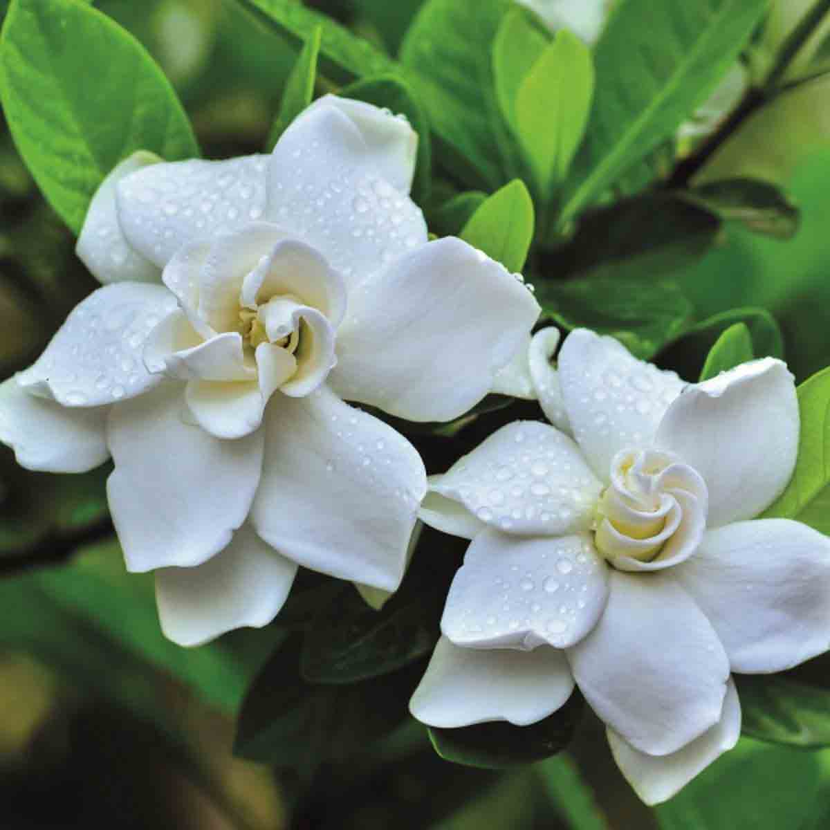Three white gardenia flowers with glossy petals and water droplets, surrounded by lush green leaves in a 9cm pot.