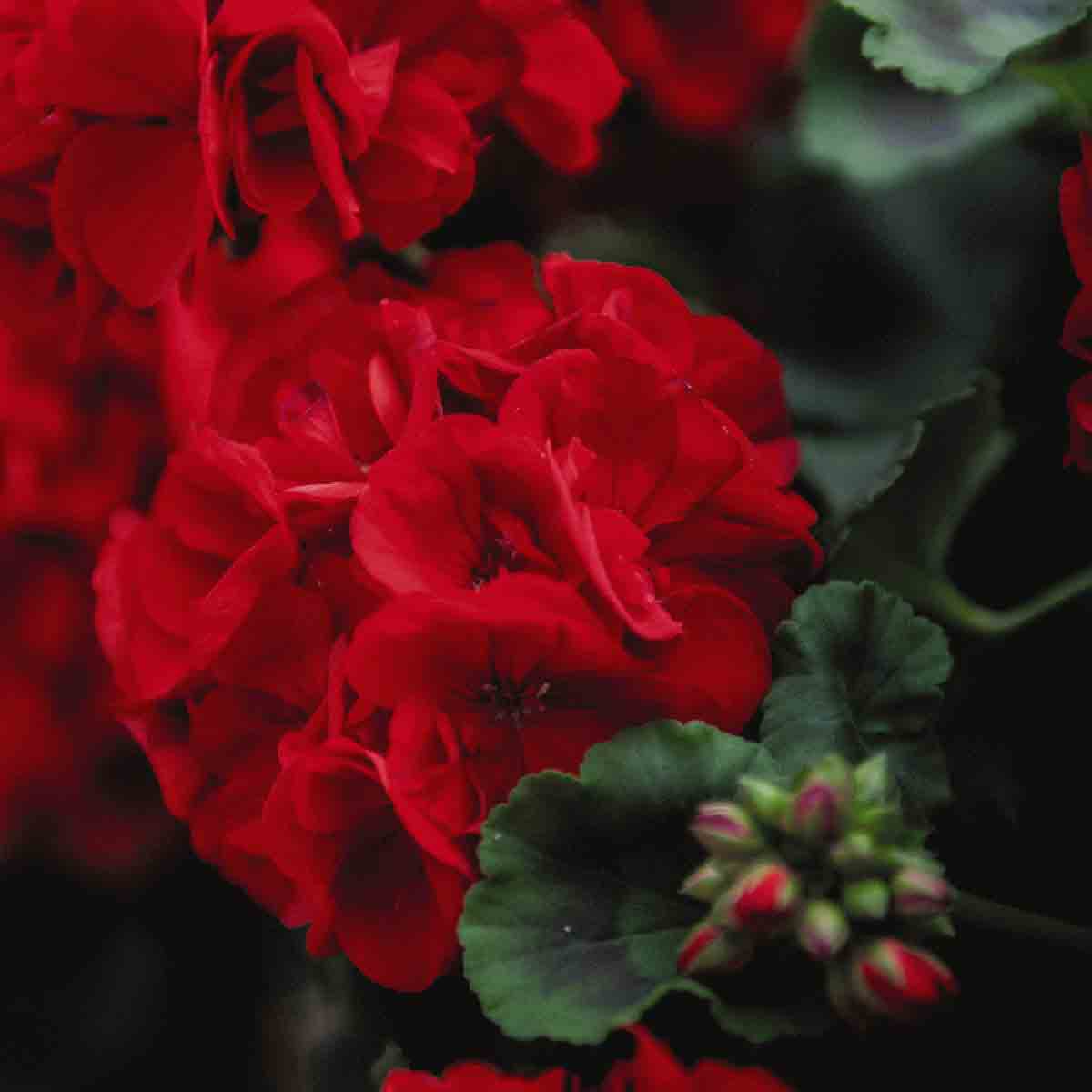 Bright red geranium flowers with lush green leaves, showcasing multiple blooms and buds, ideal for vibrant garden displays.