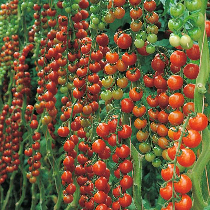 Vibrant clusters of ripe red and green cherry tomatoes hanging from lush green vines, showcasing a mix of sizes and colors in a garden setting.