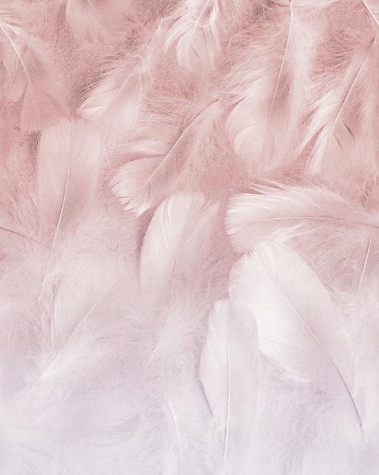 Soft pink feathers in various shades create a delicate, textured pattern on a light background, evoking a serene and elegant atmosphere.