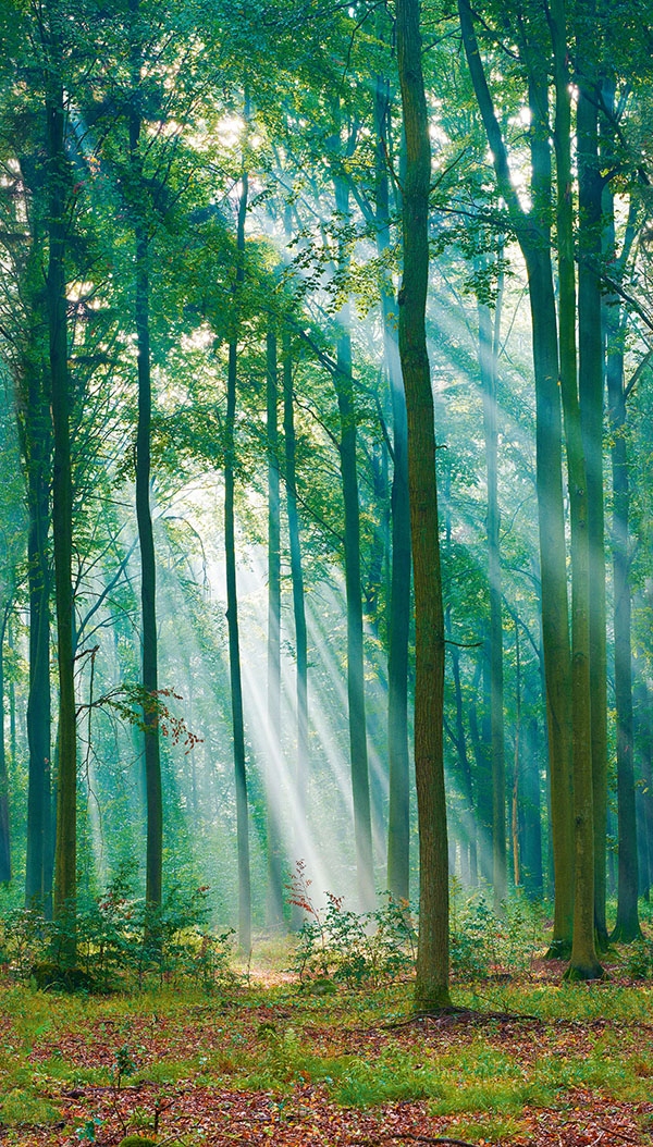 Lush green forest mural featuring tall trees with sunlight filtering through the leaves, creating a serene atmosphere with soft beams of light and a carpet of fallen leaves.