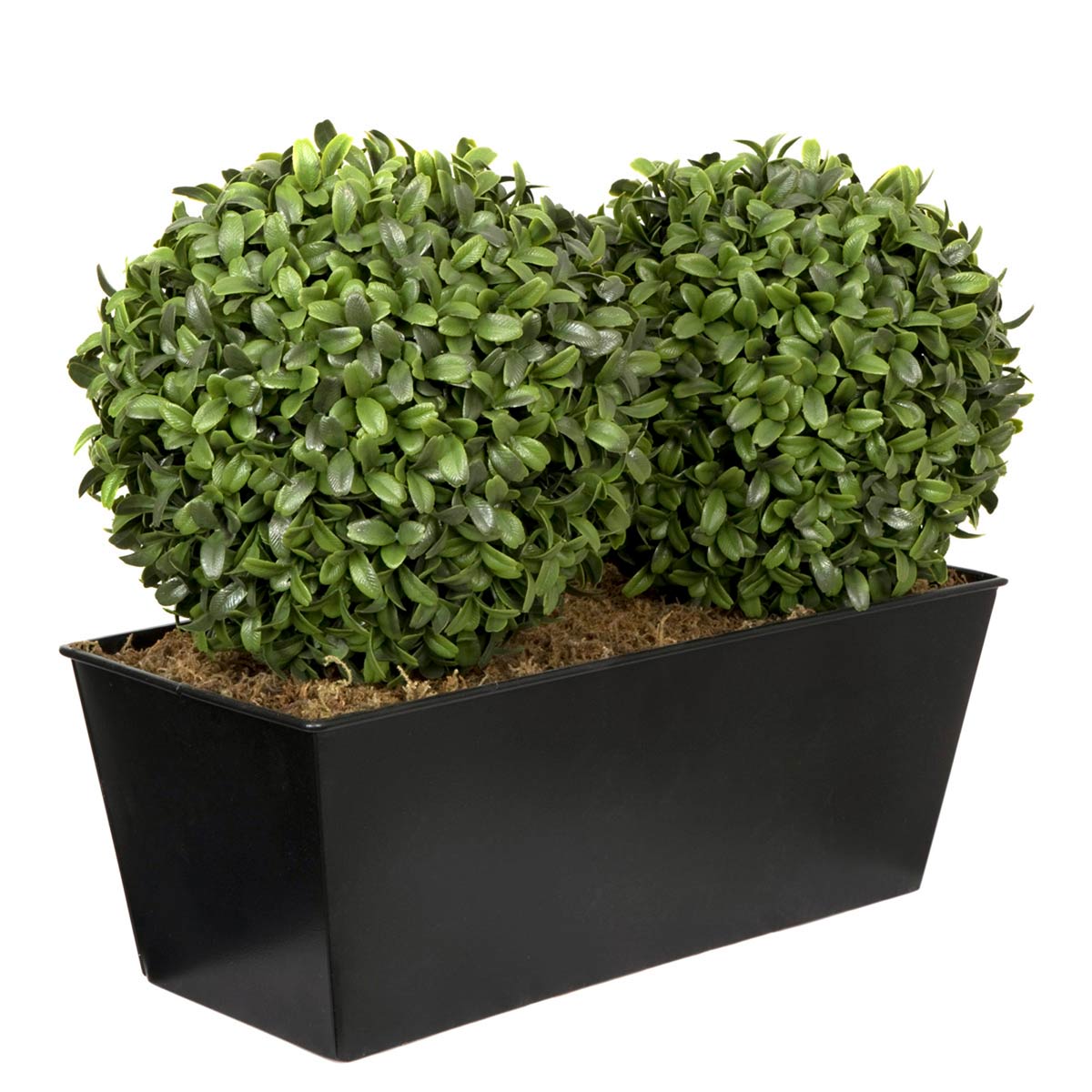 Artificial double ball topiary made of lush green Aglaia boxwood, set in a black slanted tin window box with decorative moss. Measures 35cm/14in.