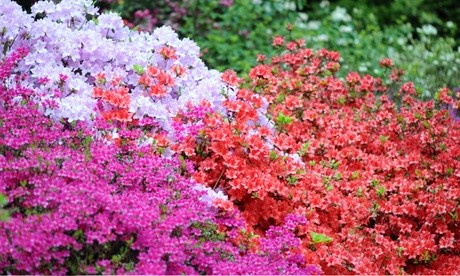 Colorful display of Thompson & Morgan Azalea 'Dwarf Collection' featuring pink, red, and purple blooms in a lush garden setting.