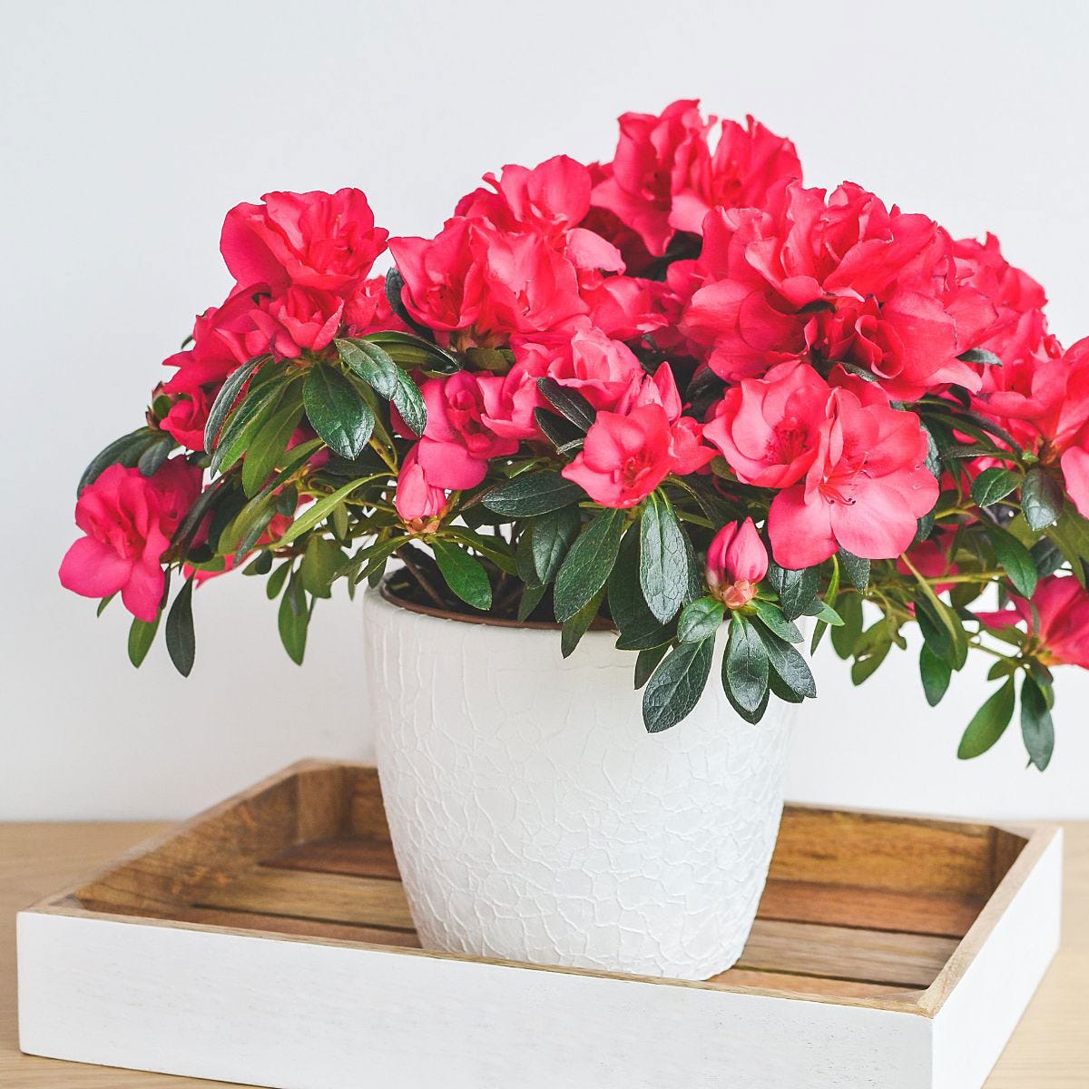 Dwarf red azalea in a textured white pot, featuring vibrant pink flowers and lush green leaves, displayed on a wooden tray.