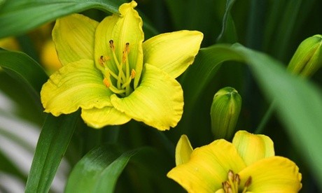 Bright yellow Hemerocallis "See You Tomorrow" flowers with green leaves in a 2-litre potted plant, showcasing multiple blooms and buds.