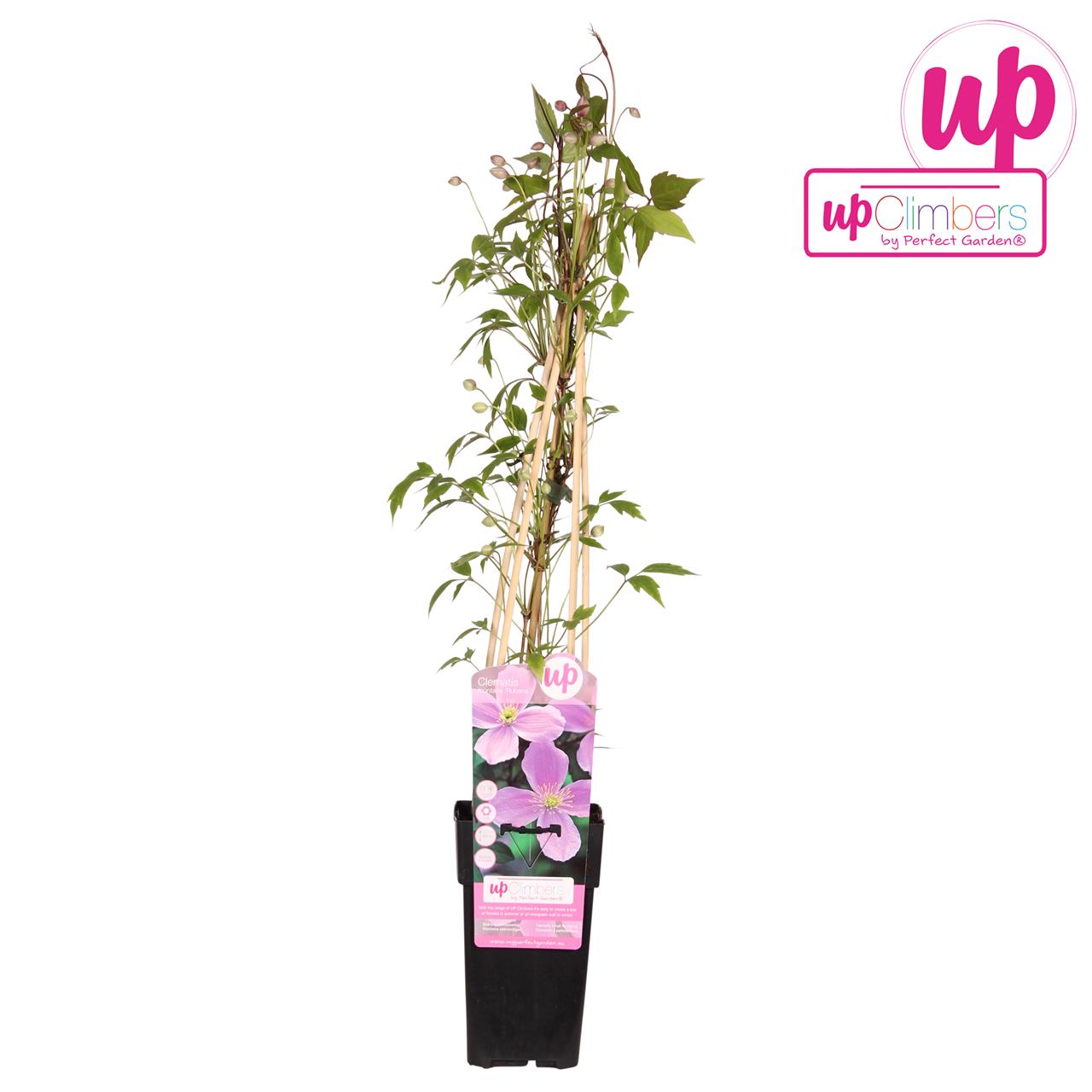 Clematis Montana Var. Rubens in a 15cm black pot, featuring green climbing stems and delicate pink flowers, with a branded tag attached.
