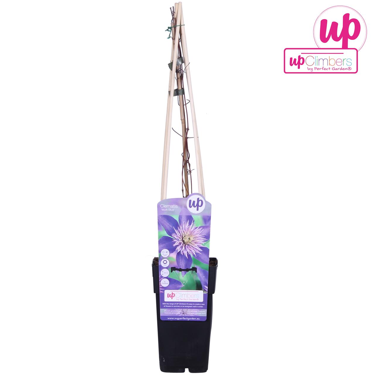 Clematis Multi Blue plant in a 15cm black pot, featuring climbing supports, vibrant purple flowers, and green foliage, labeled with "up Climbers" branding.