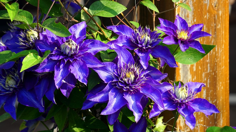 Vibrant purple clematis flowers with star-shaped petals, surrounded by green leaves, in a 15cm pot, showcasing rich color and lush foliage.
