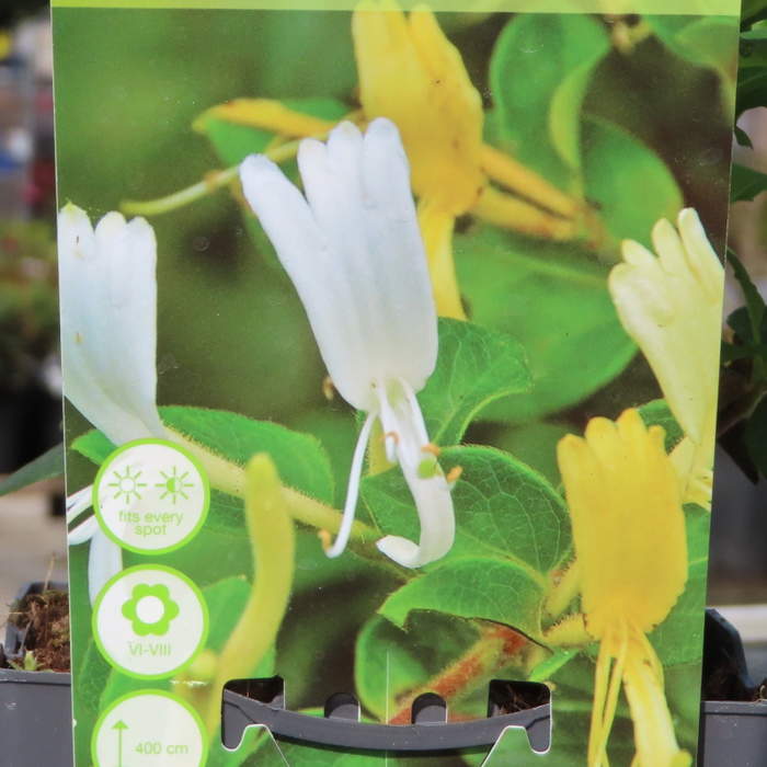 Zimolez Japonsk 'Halliana' in a 2-liter pot features white and yellow tubular flowers against lush green foliage, ideal for various garden spots, with a height potential of 400 cm.