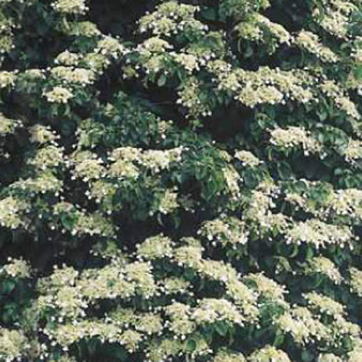 Dense clusters of small white flowers bloom among lush green leaves, showcasing the vibrant and full foliage of the "Hortenzie Apkat" plant.