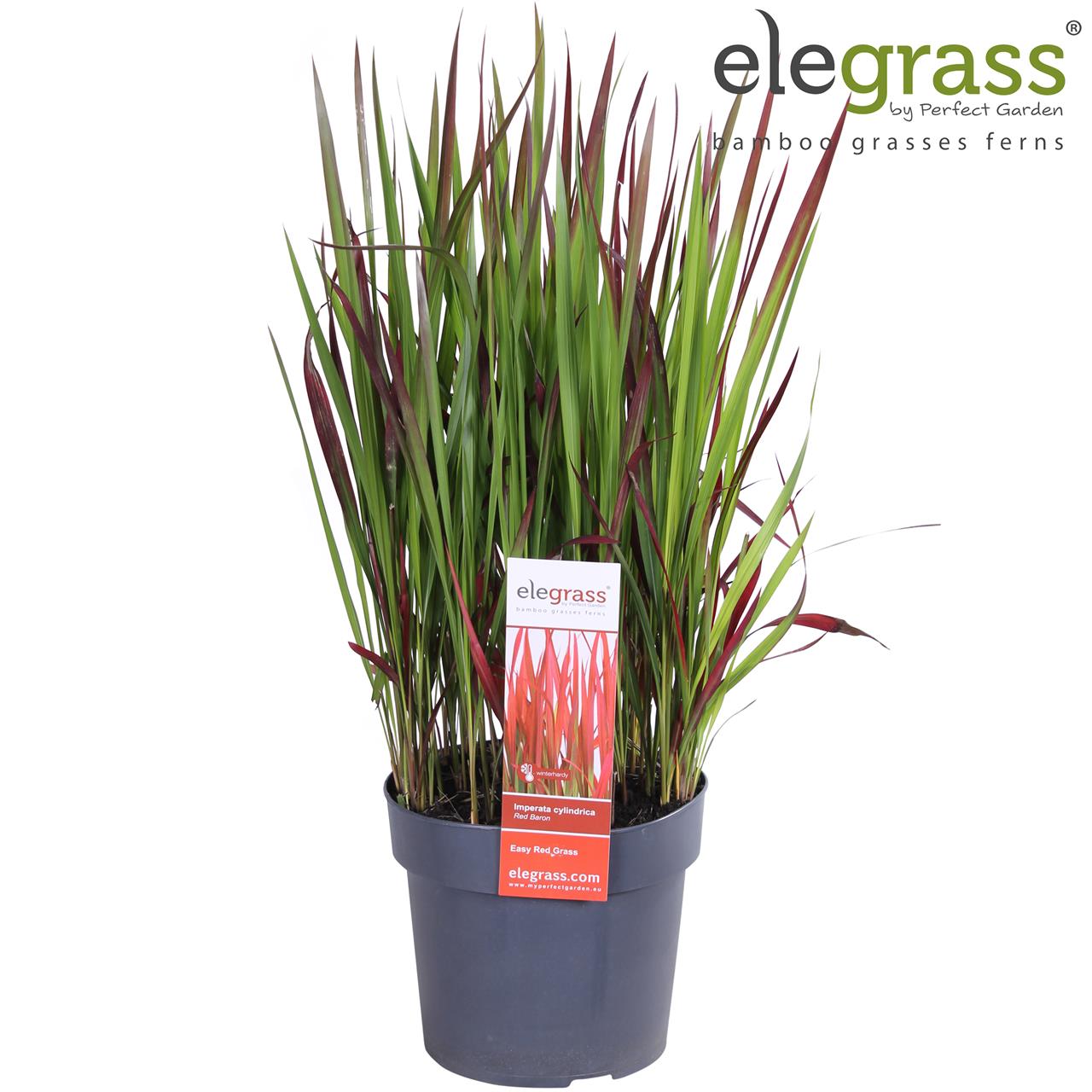 Tall, vibrant red and green grass in a 19cm black pot, featuring slender leaves with a striking red hue and a label from Eleggrass.