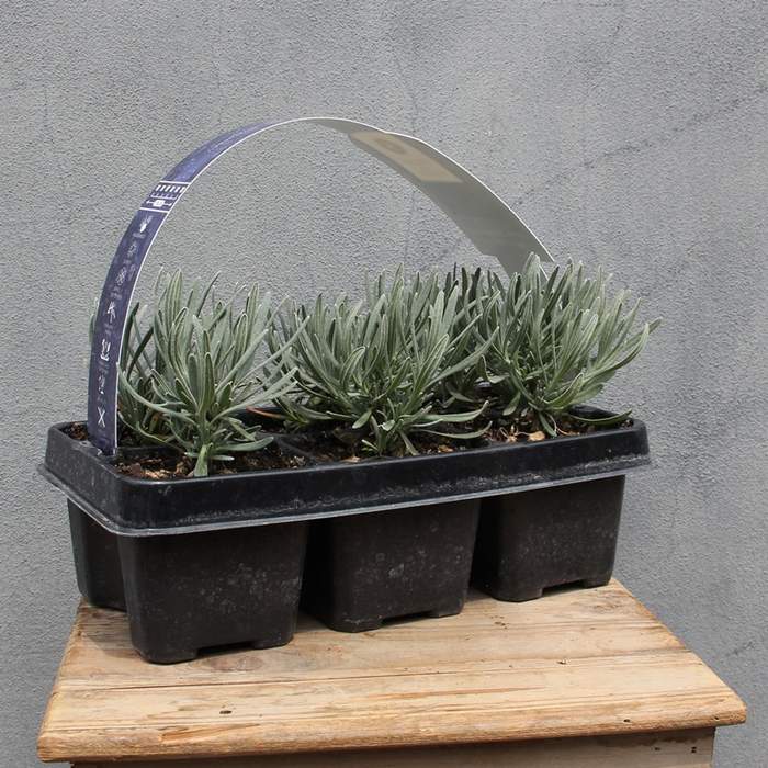 Six potted lavender plants in a black plastic tray, featuring green, slender leaves and a curved label attached to the handle.
