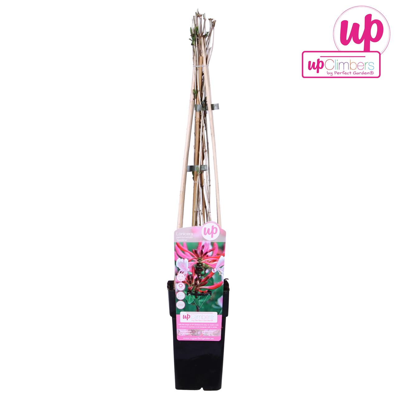 Tall, slender Kamperfoelie Lonicera Periclymenum Serotina plant in a black pot, featuring green stems and pink flowers, with a colorful label showcasing its climbing nature.