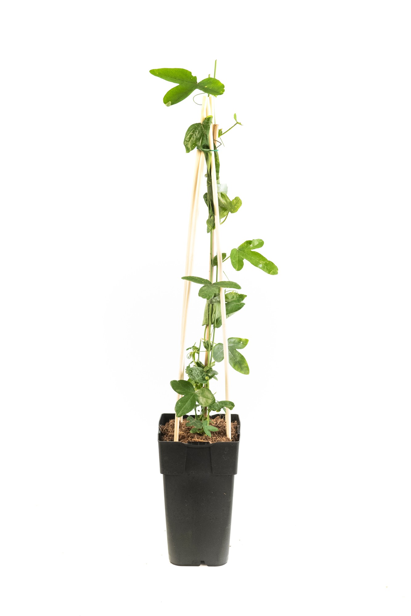 A 15cm black plastic pot containing a Passiebloem (Passiflora Caerulea) plant with green leaves climbing up bamboo stakes.