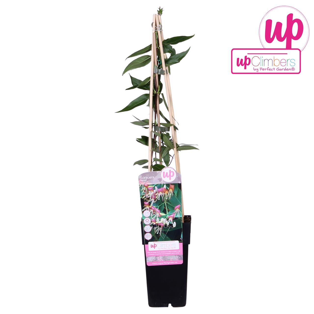 Lonicera Henryi plant in a black pot, featuring green leaves climbing up bamboo stakes, with a colorful label showcasing the brand "upClimbers."