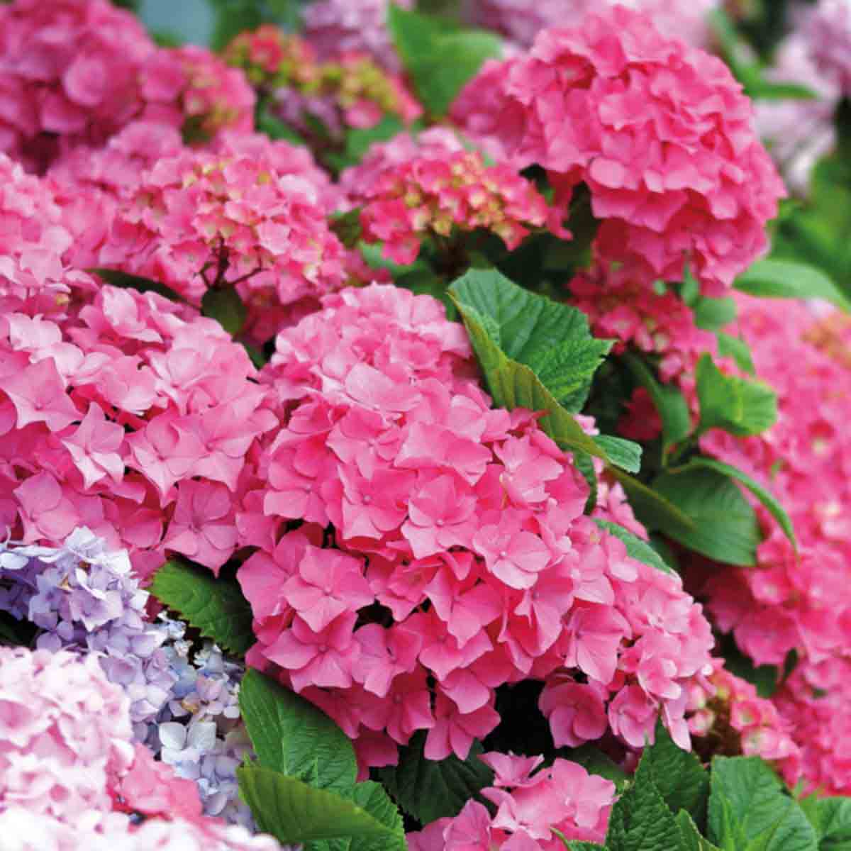 Vibrant pink hydrangea flowers in a 10.5cm pot, surrounded by lush green leaves, showcasing a mix of light and dark pink blooms.