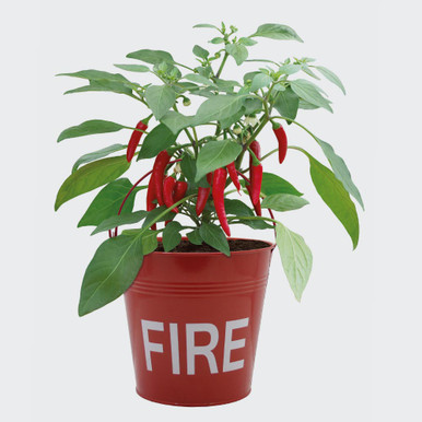 Red metal bucket labeled "FIRE" containing a lush green chili pepper plant with vibrant red chili peppers hanging from the branches.