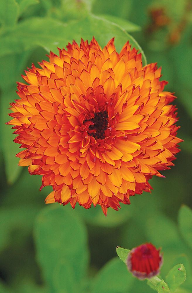 Bright orange and yellow Calendula flower with layered petals, featuring a dark center, surrounded by green foliage, showcasing vibrant colors and a healthy bloom.