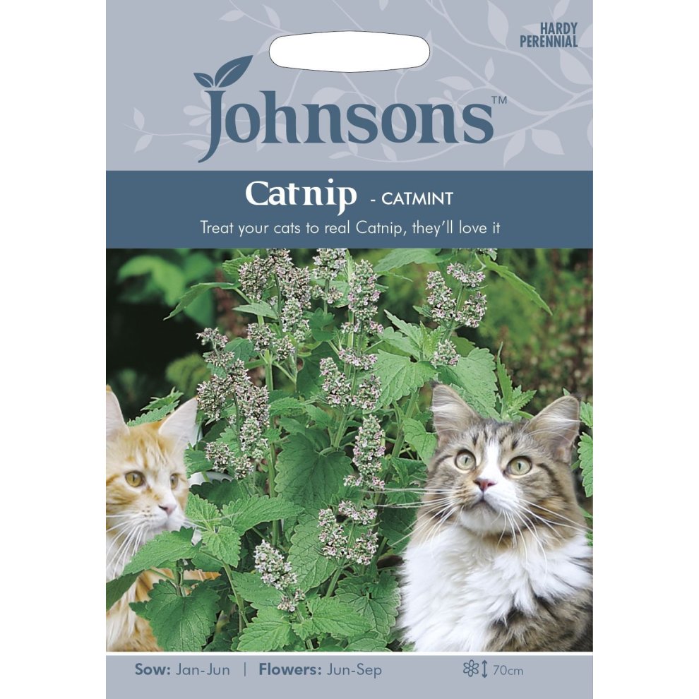 Pictorial seed pack for Catmint (Catnip) by Johnsons Seeds, featuring two cats on the front, with green foliage and purple flowers illustrated, highlighting sowing and flowering details.