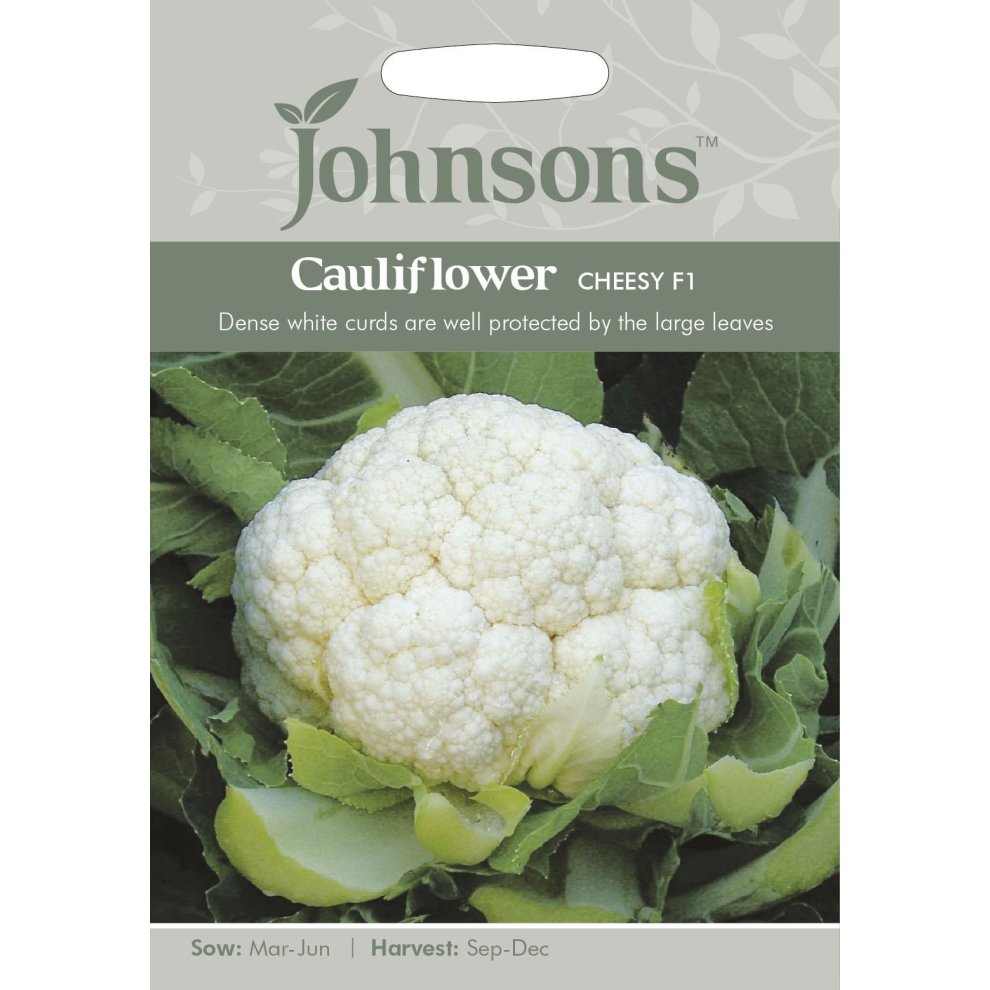Pictorial seed pack featuring a close-up of a white cauliflower surrounded by green leaves, labeled "Johnsons Cauliflower Cheesy F1," with sowing and harvesting details.