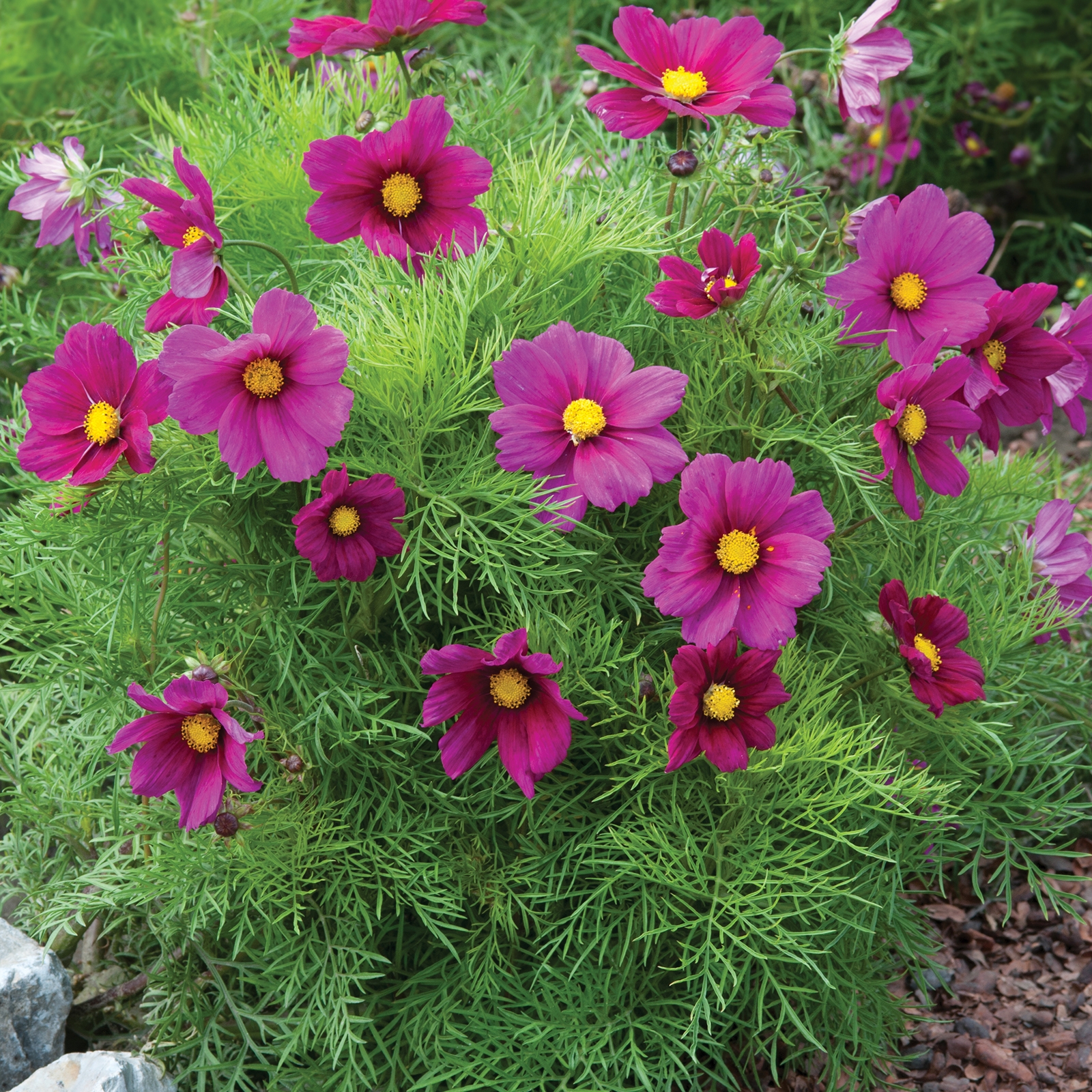 Johnsons Cosmos Candyfloss Red Flower Seeds - image 2