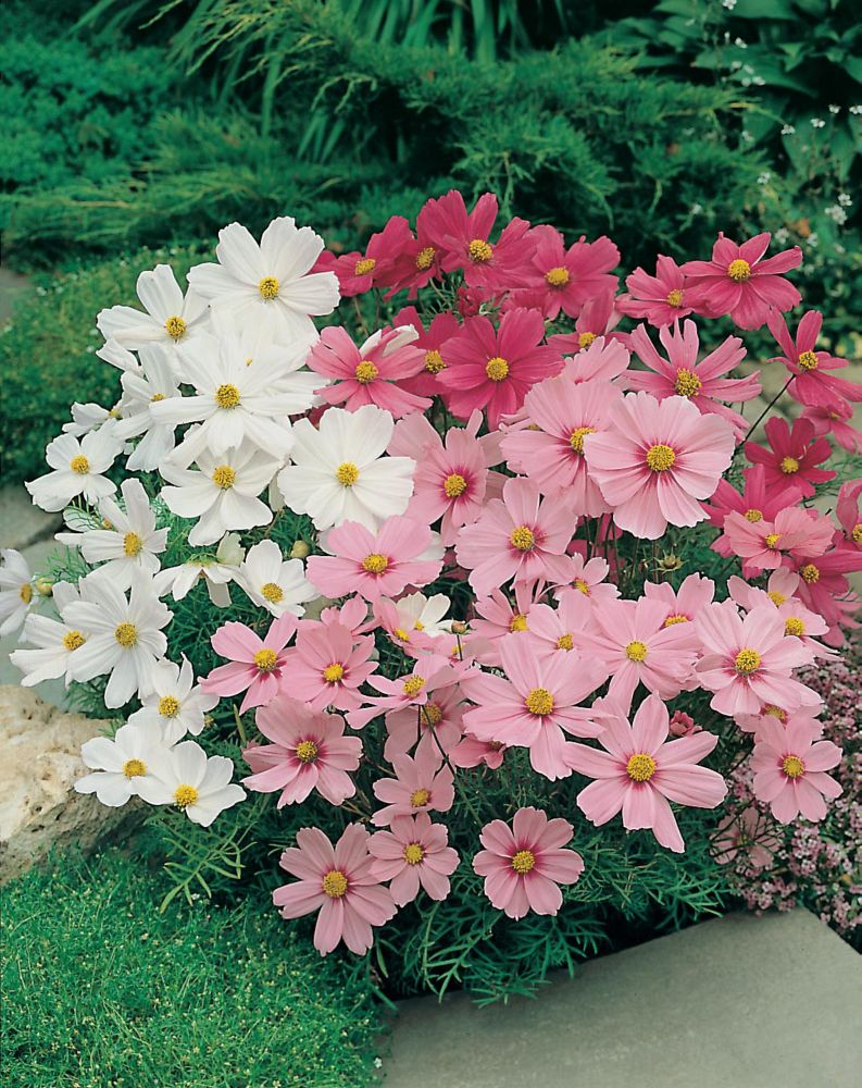 Colorful display of Cosmos Dwarf Sensation flowers in shades of white, pink, and red, featuring delicate petals and yellow centers, surrounded by lush green foliage.