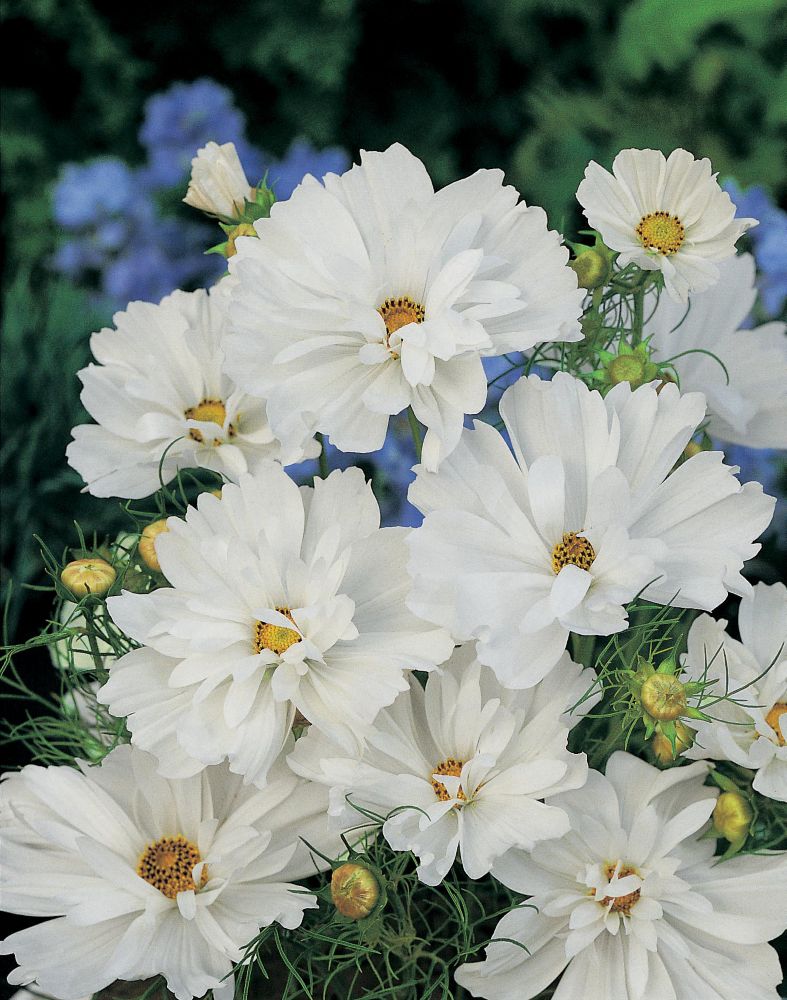 White Cosmos Psyche flowers with delicate petals and yellow centers, surrounded by green foliage, featured in a colorful garden setting.