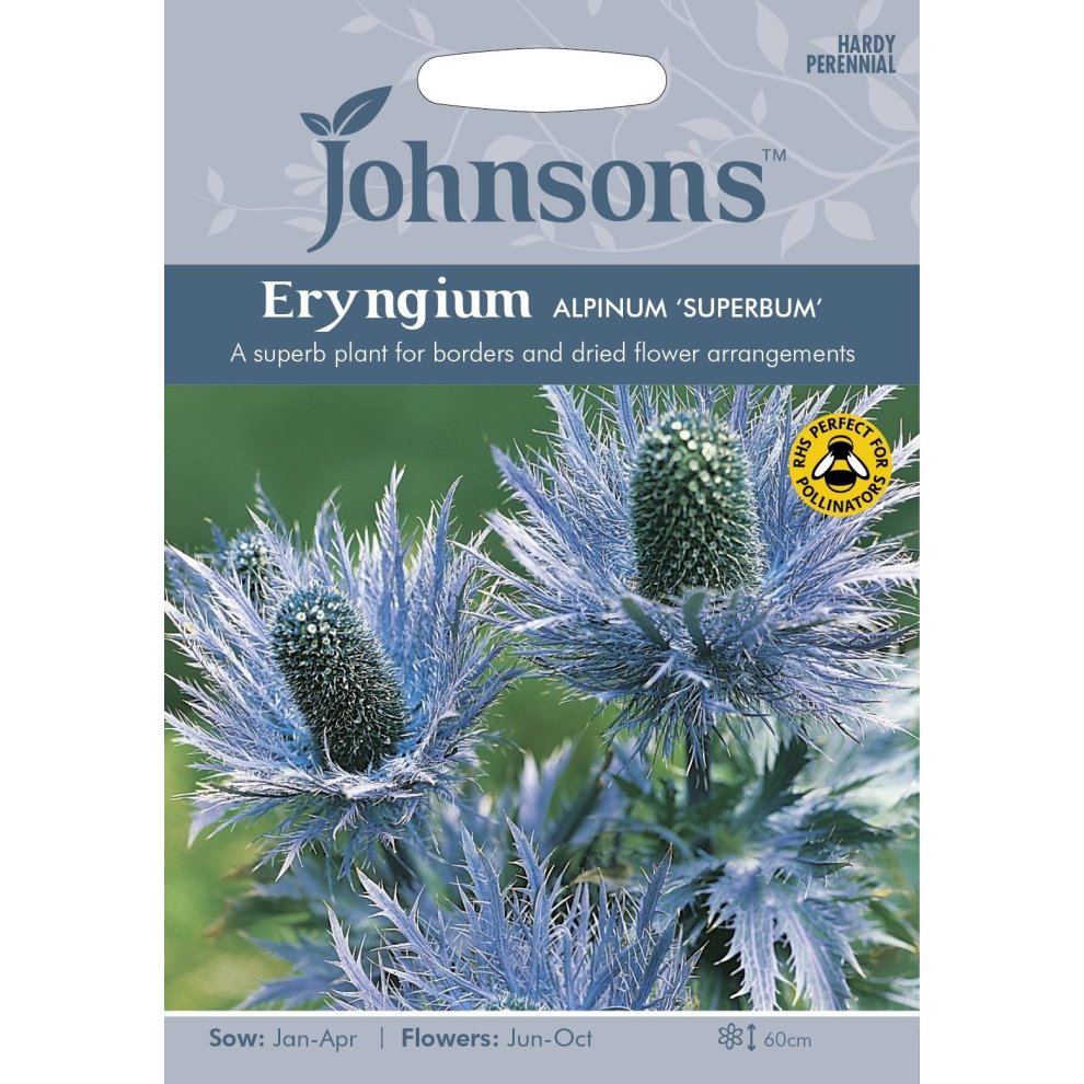 Pictorial seed packet featuring Eryngium Alpinum 'Superbum' with a blue thistle flower, green foliage, and text highlighting sowing and flowering details.