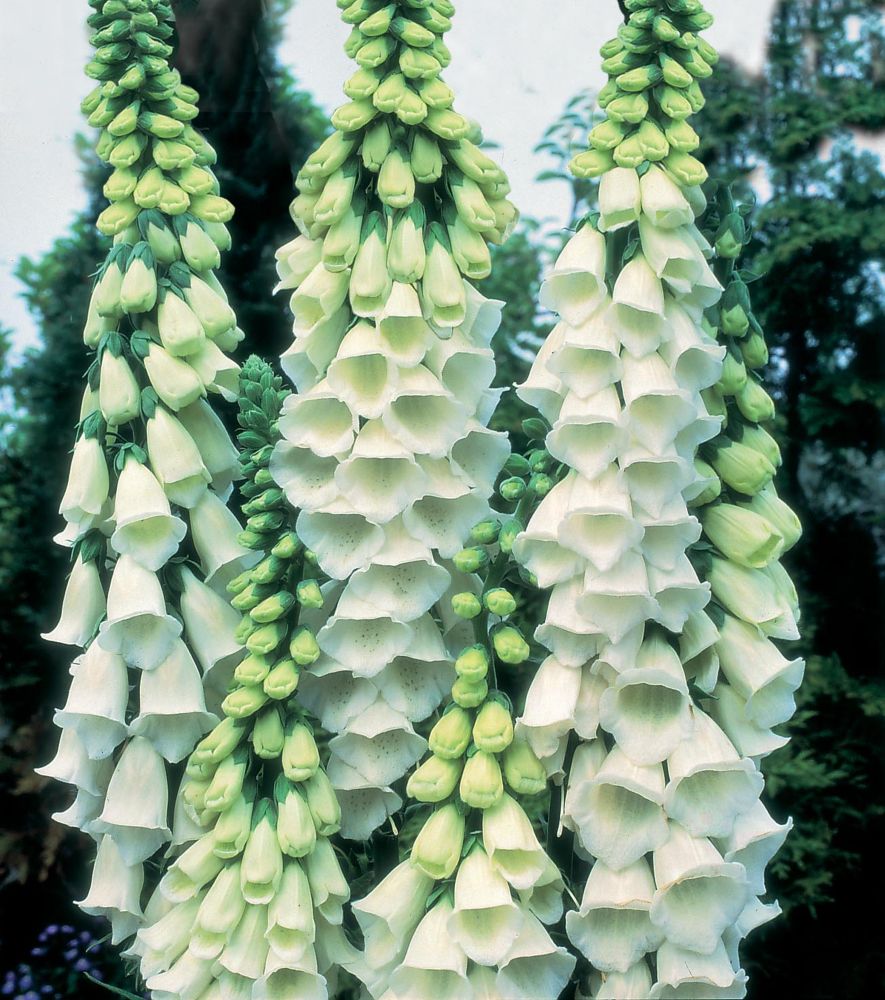 White foxglove flowers with bell-shaped blooms and green buds, arranged in tall, elegant spikes, showcasing a lush garden backdrop.