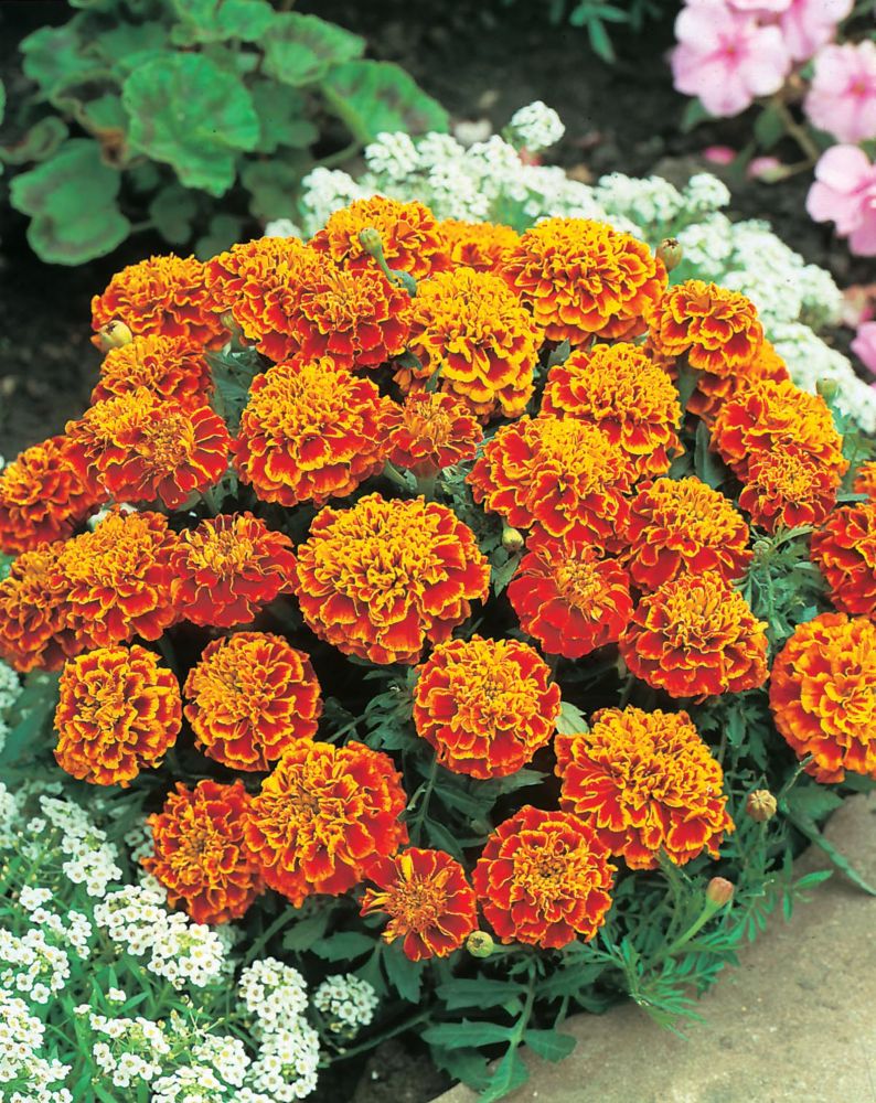 Vibrant clusters of orange and yellow marigold flowers with frilled petals, surrounded by green foliage and white blooms in a garden setting.