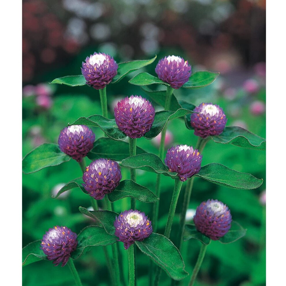Johnsons Gomphrena Atomic Purple Seeds - image 2